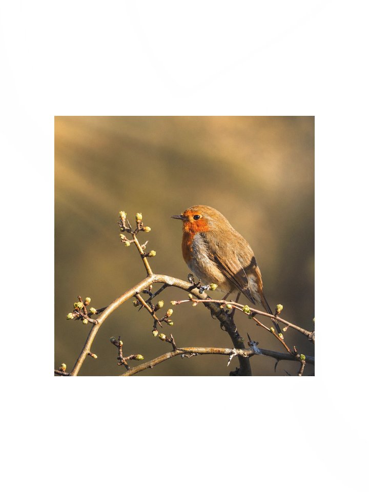 Roin Bird Art Print - Poster product image (2)
