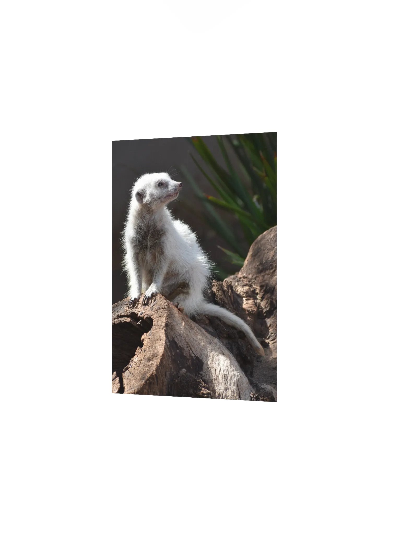 Meerkat product image (2)