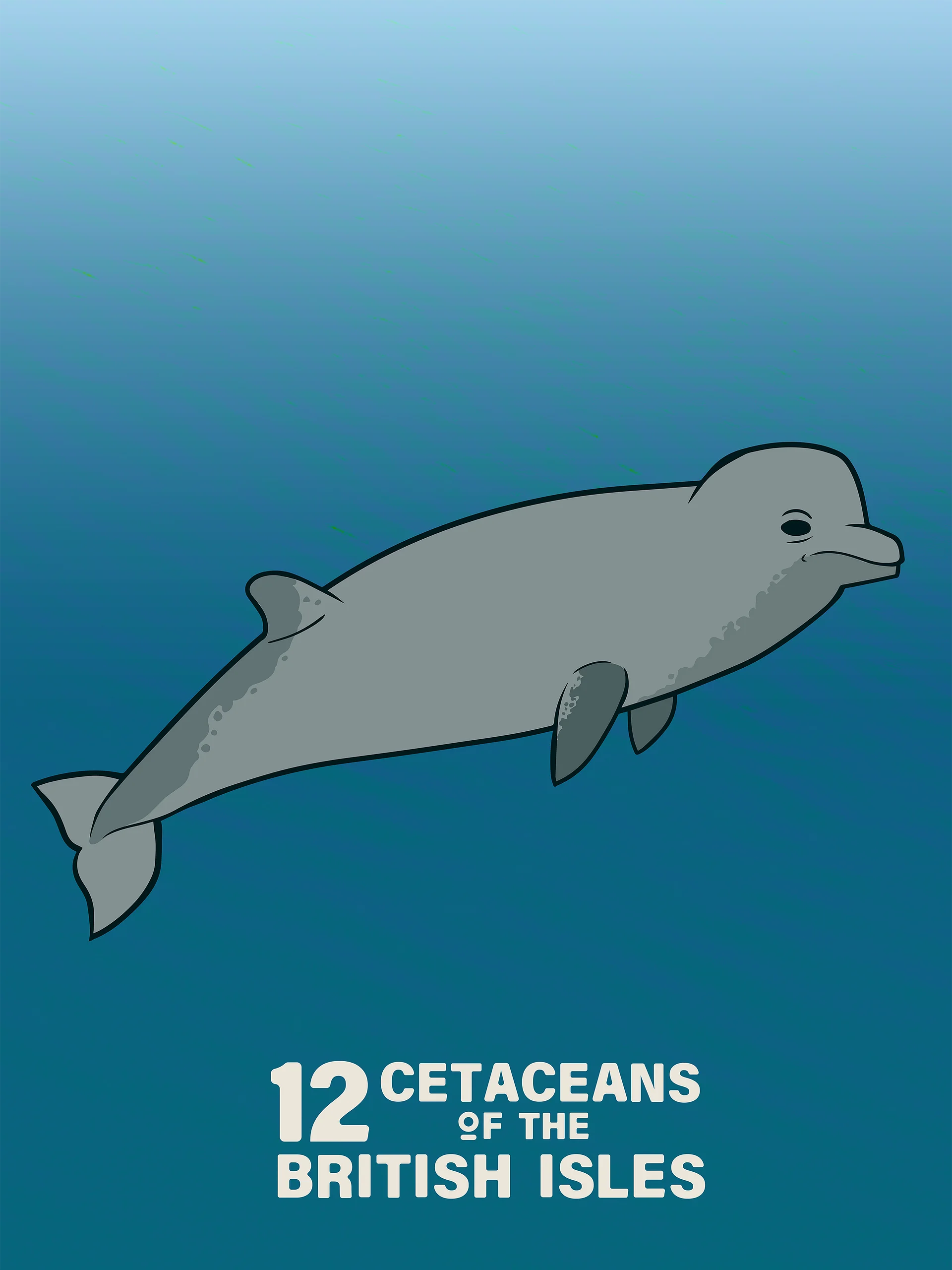 12 Cetaceans of the British Isles product image (6)