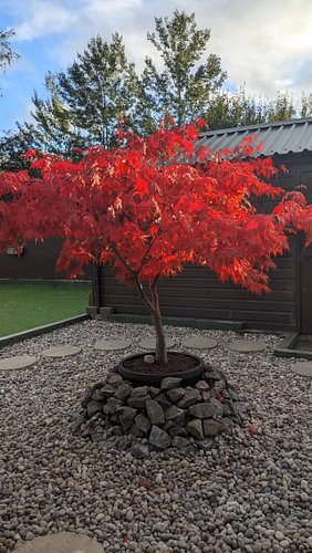 #japanesemaple🍁 before the fall! 17 years old. ❤️