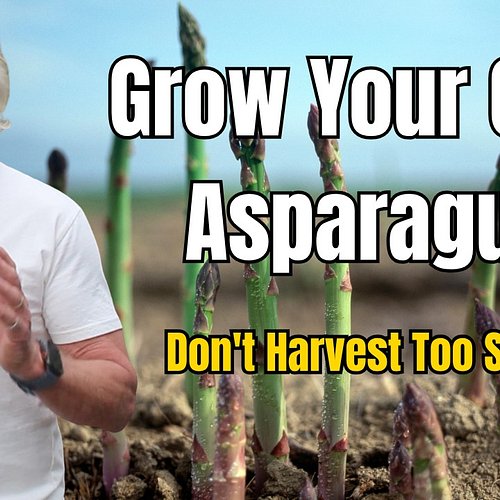 Asparagus is one of the best long-term investments in any veggie patch — but year one is where most people go wrong. 🌱
Get th...