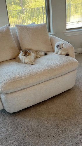 All the kittens play together now