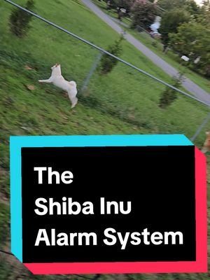 I never have to worry about being snuck up on. I have a Shiba Alarm! #shibainu #notapolarbear #weirdpets #dogs 