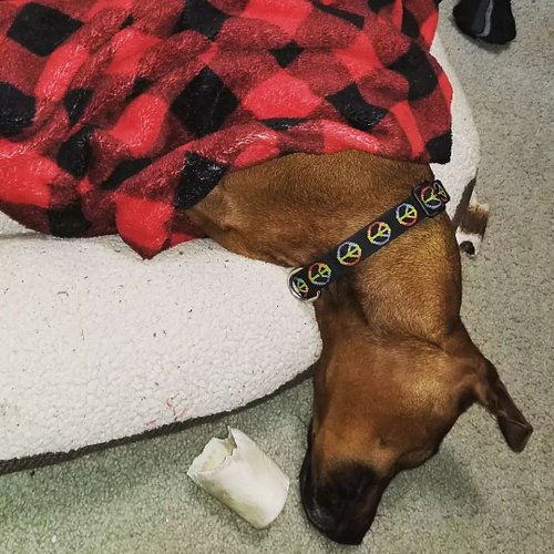 Bera's a very long girl at the moment. She was given a sedative before her manicure and it's very effective. The dosage given...