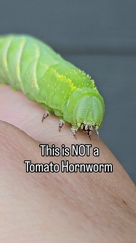 I thought this was a tomato hornworm. It's not. It is a Rustic Sphinx Caterpillar 🤯🐛

Two things made me look closer. I found...