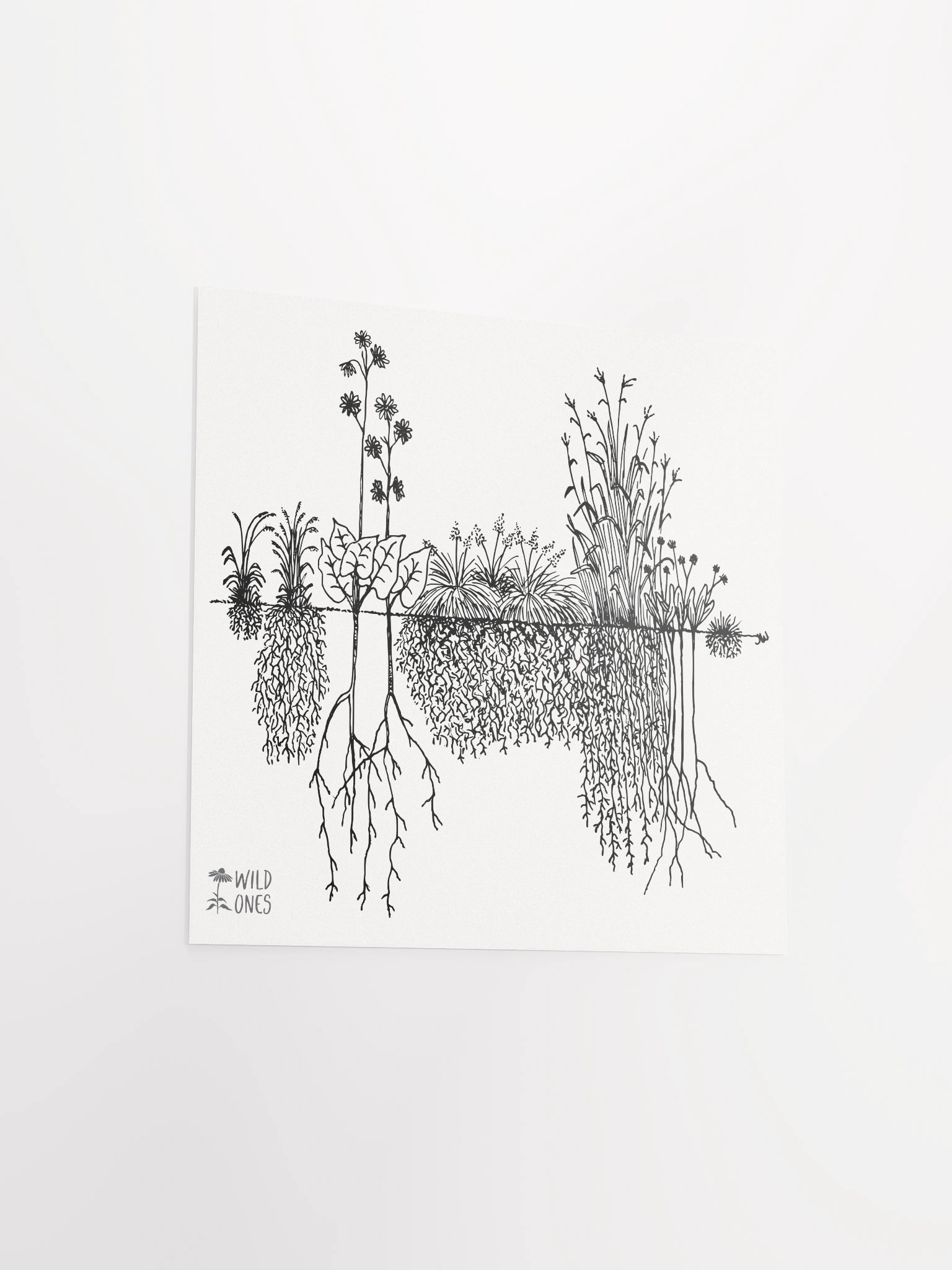 Deep Roots (Poster) product image (15)