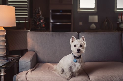 20 frames of the absolute best kind of subjects. We start with my Luca and wrap up honoring Marley, who was truly the best bo...