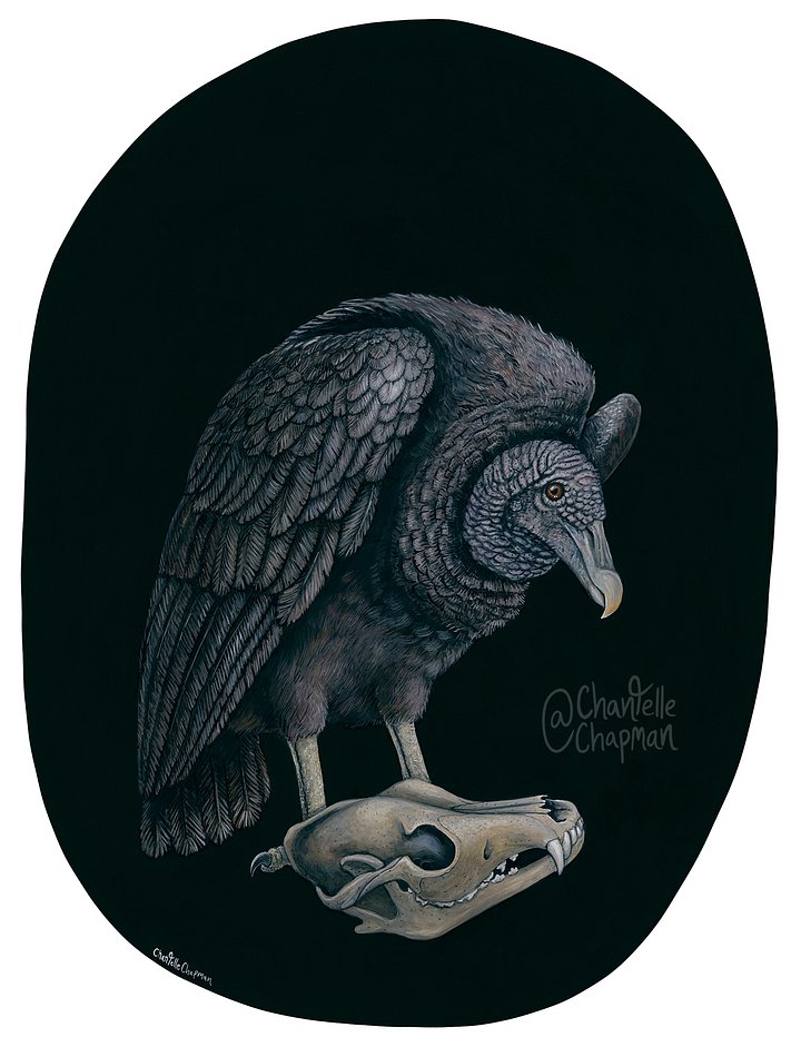 Those Who Hunger (Black Vulture) - Art Print product image (1)