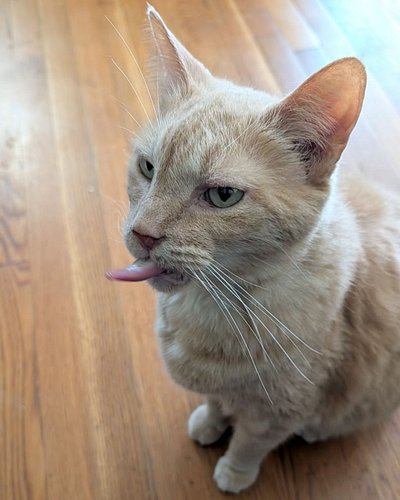 This is Aaron's thoughts about the weather in RI today.

Hope you're all having a cozy Caturday!