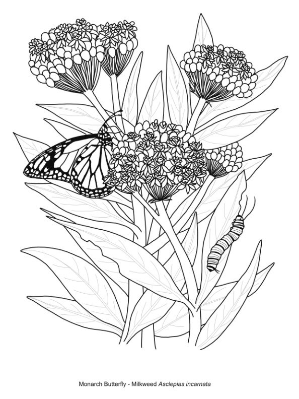 Printable Butterfly Colouring Pages - Free download product image (8)