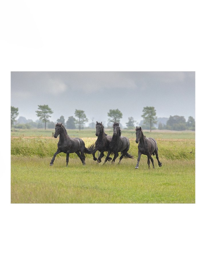 Wûnder, Willem, Wytse W & Wytse product image (1)