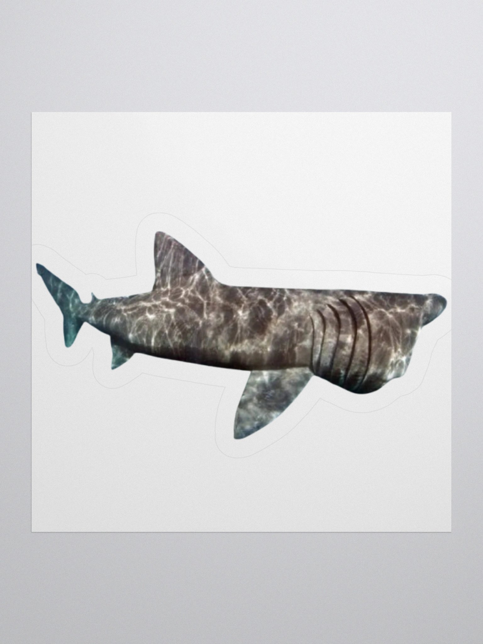 giant basking shark sticker product image (4)