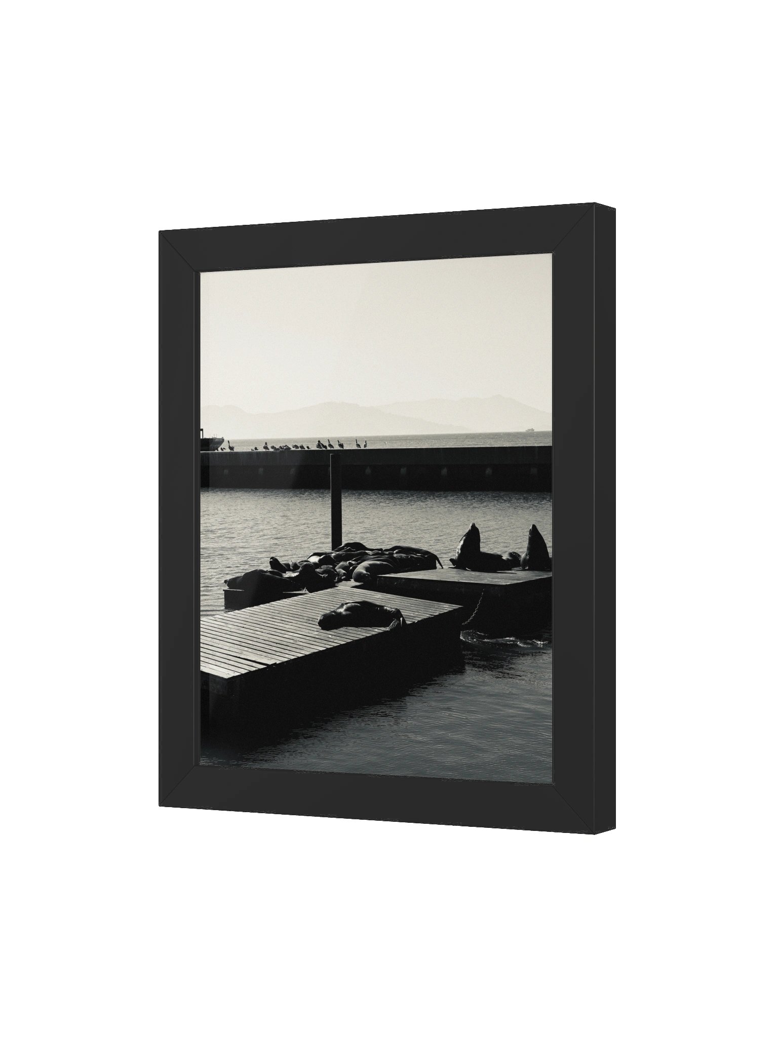 San Fransisco Pier 39 Sea Lions product image (45)