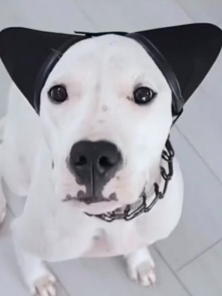 Noise Reduction Earmuffs For Dogs product image (3)