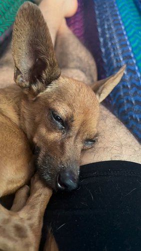 A whole minute of peace brought to you by Chiquitin the rescue Chihuahua.