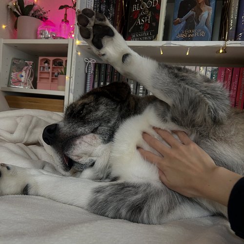 belly rubbiesss🐶🙋🏼‍♀️