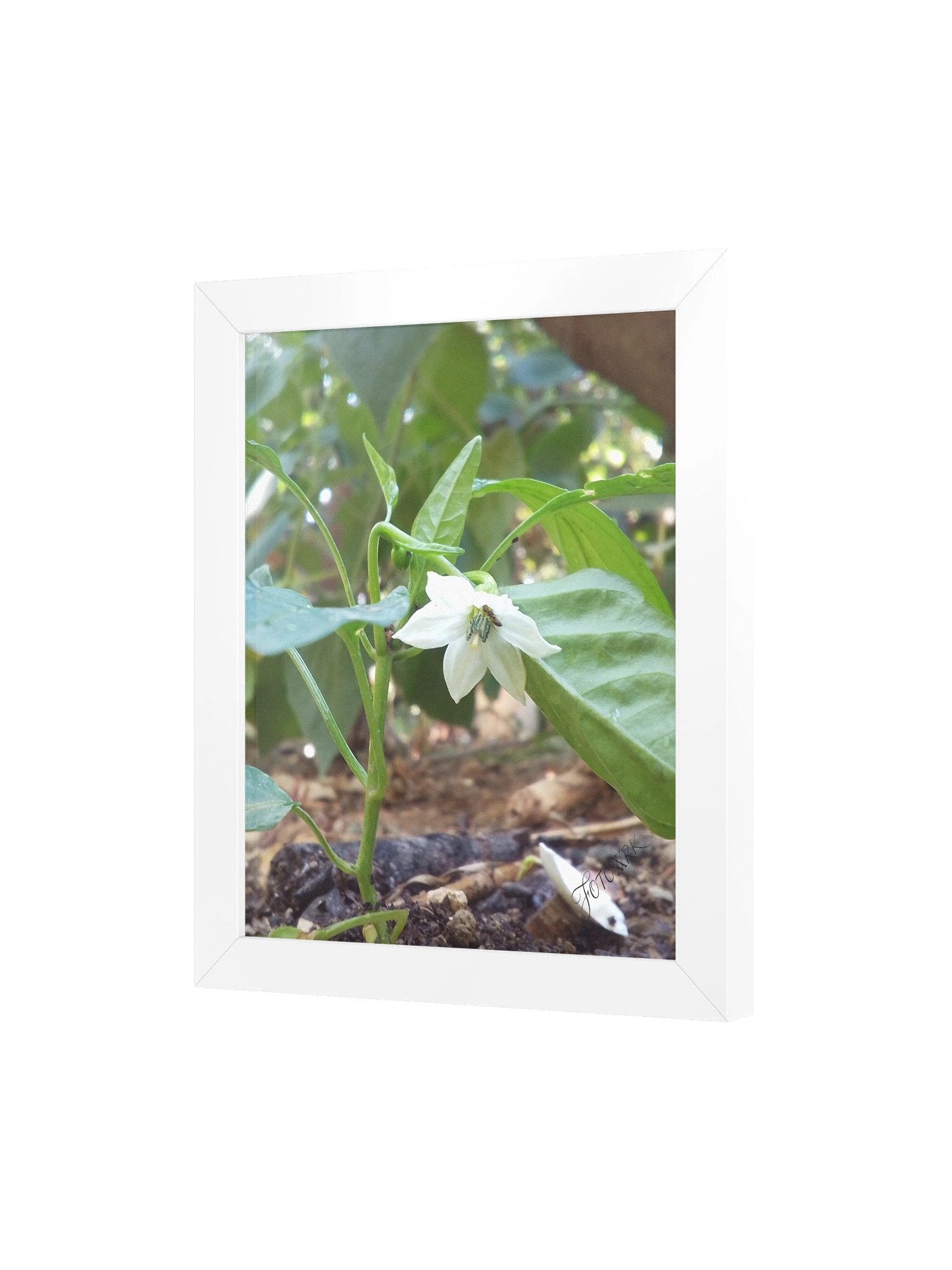 Peper - Matte Poster product image (4)