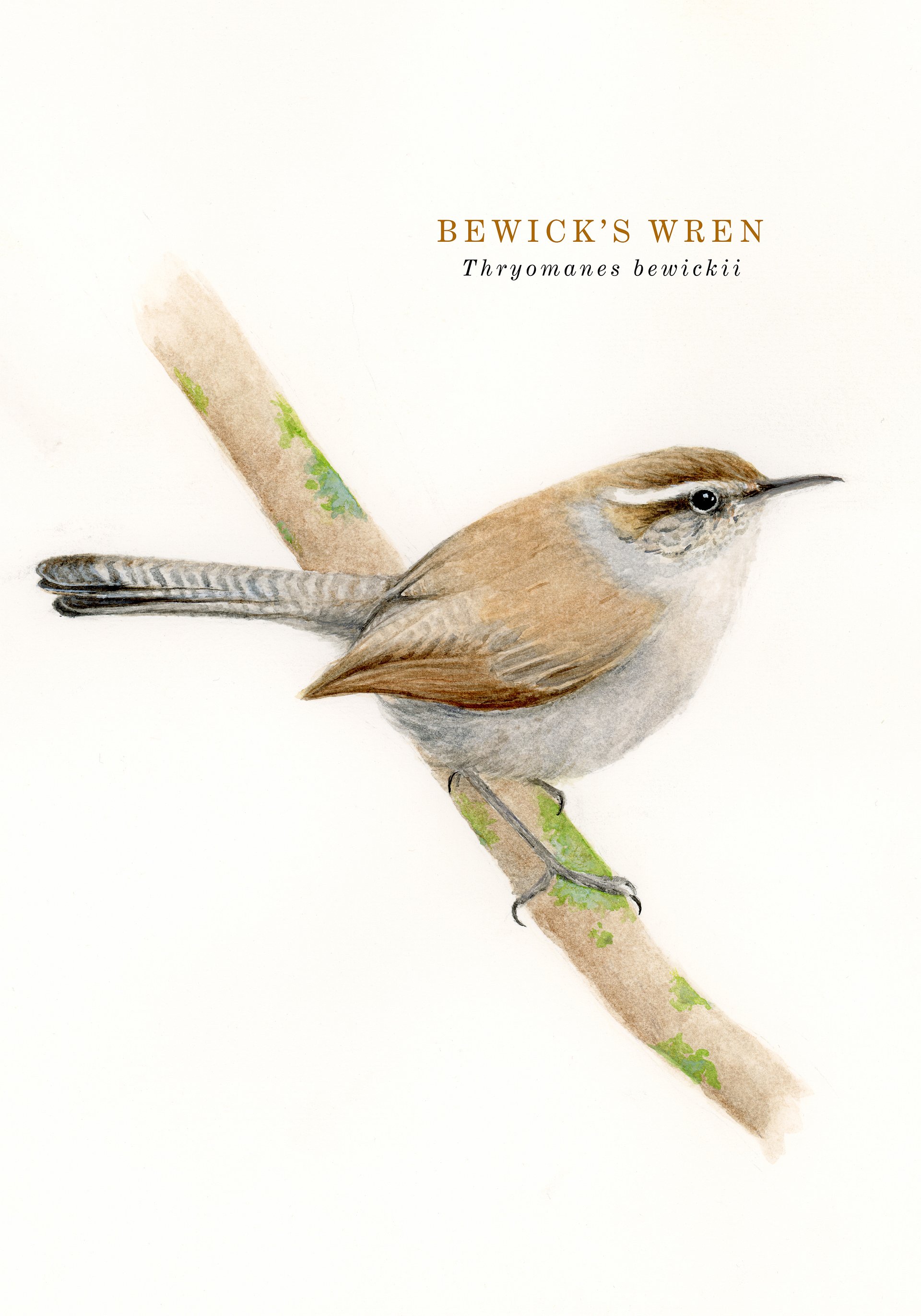 Bewick's Wren text - giclée print product image (1)