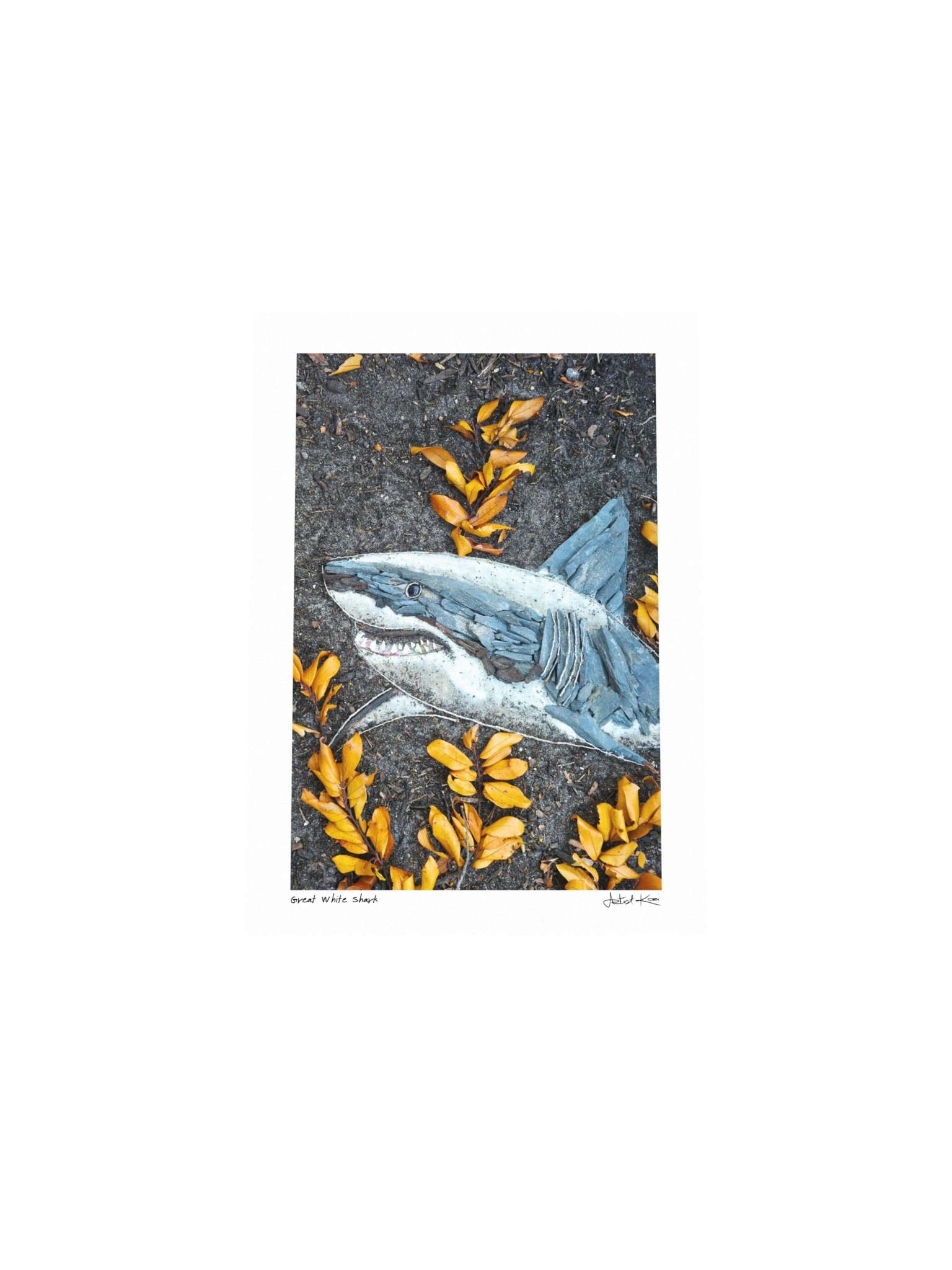 GREAT WHITE SHARK | Mini Print product image (4)