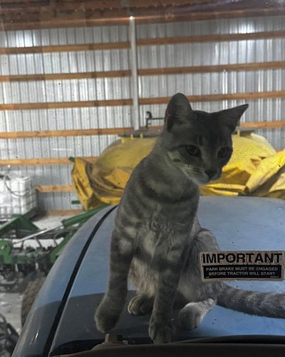 Farm cats are Nosy 
#johndeere #Farm #agriculture #FarmerWoody #dadjoke