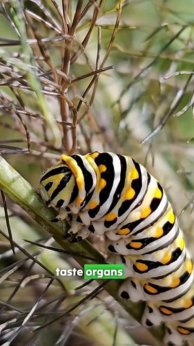 I moved my black swallowtail caterpillar onto a plant it had never touched in its life, and before it fully trusted it, it di...