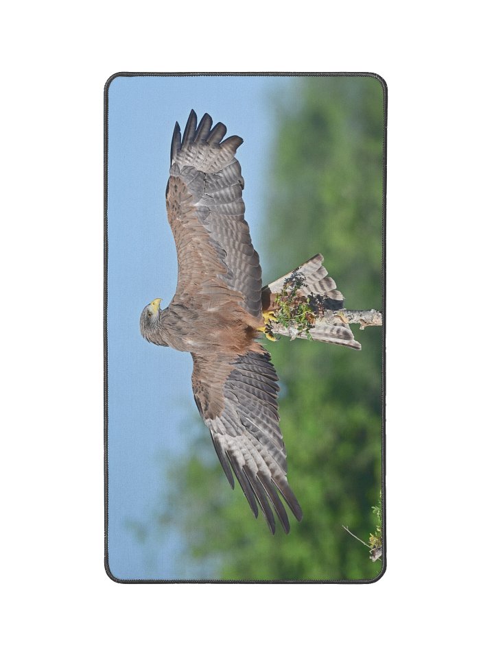 Yellow-Billed Kite sunning in the African sun product image (1)