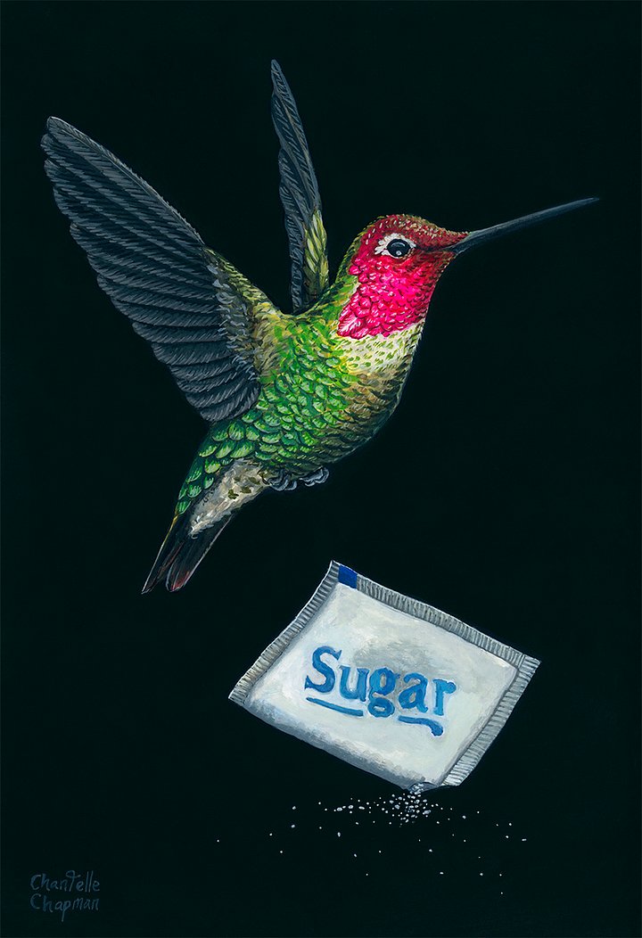Succor I (Anna's Hummingbird) - Art Print product image (3)
