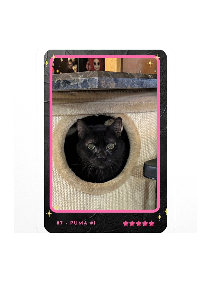 Channel Card 7 - Puma #1 product image (1)