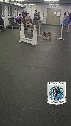 The rise of Flyball version Sophie Cunningham 👉🏼
~
Sponsors👇🏼
💪🏼Toned by @k9_in_motion_mnwi 
🏦 Lifted by @statebankoffaribaul...