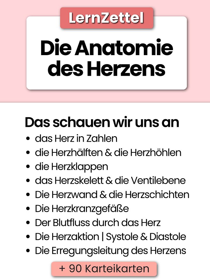 LernZettel 'Anatomie des Herzens' product image (2)