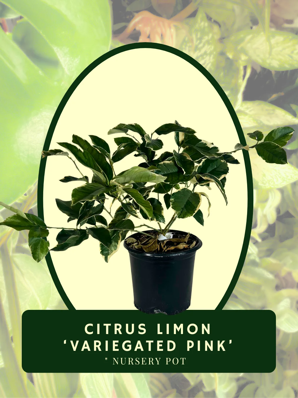 Lemon Variegated Pink product image (1)