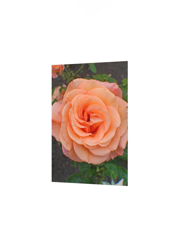 A Single Orange Flower product image (10)