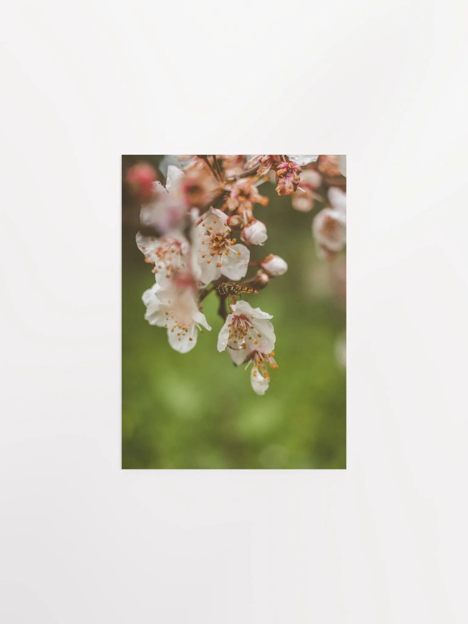 Spring Bee product image (2)
