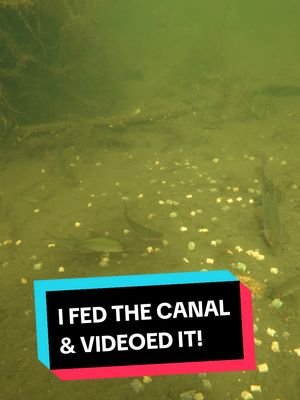 I dropped some pellet mix into the canal and videoed fish feeding!  Hit the follow button for more underwater camera action! #fish #underwaterworld #fishing 