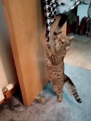 2023.1.26 Stuck #funnymoments #adoptdontshop #catsoftiktok