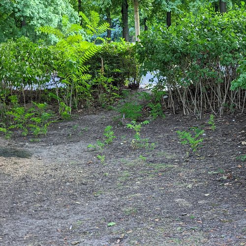 Who finds the bunny? Write it in the comments.
