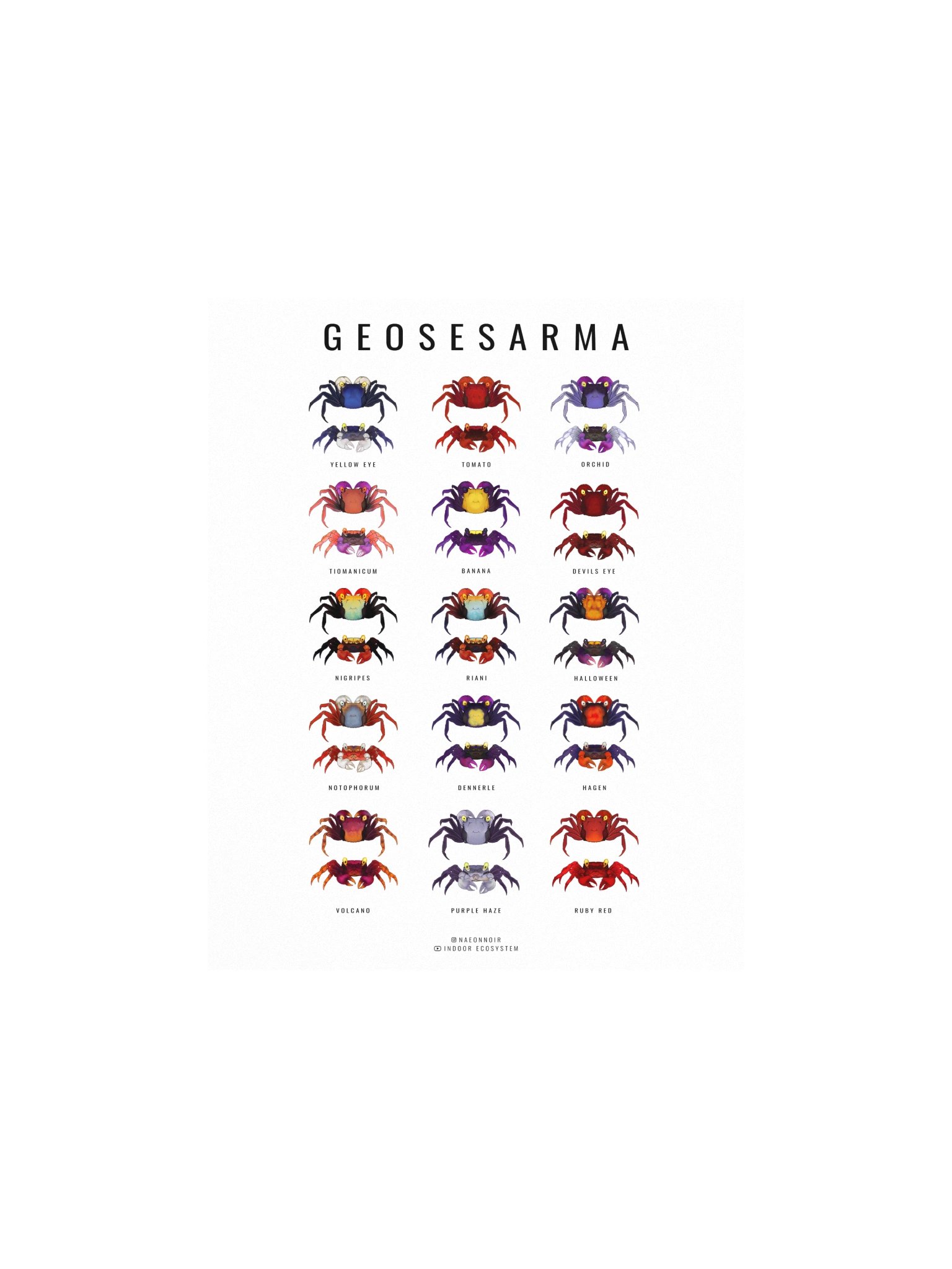 GEOSESARMA VAMPIRE CRAB POSTER (WHITE) product image (1)
