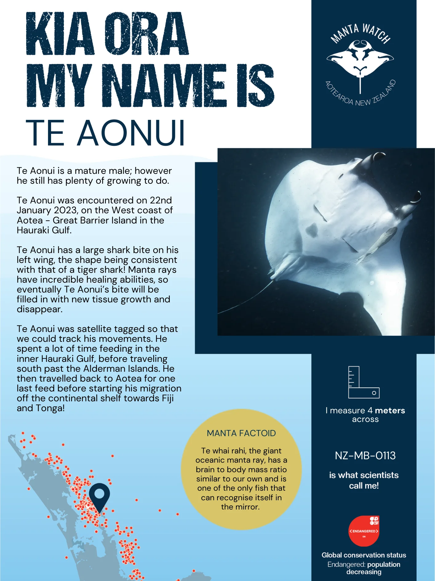 Te-Aonui - Adopt A Manta Pack product image (1)