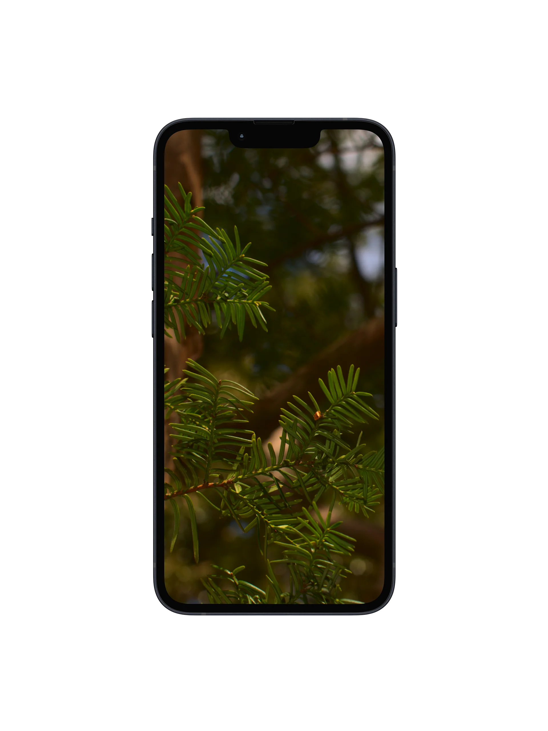 Between the Branches Digital Wallpaper Set product image (1)
