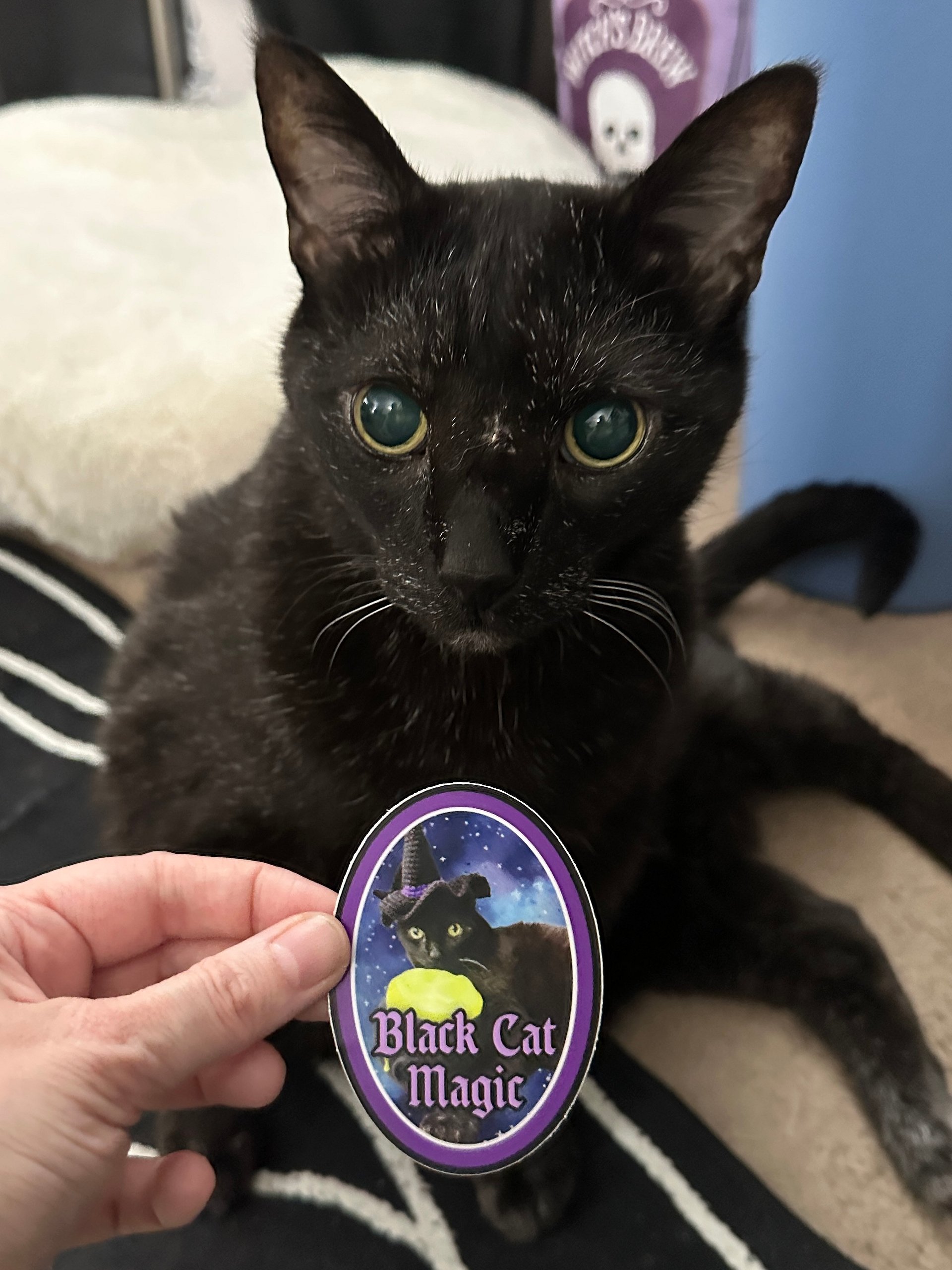 Black Cat Magic bottle label sticker product image (2)