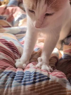 Do you ever lay down, feeling a bit down on life, and then a cat comes in and decides that you're the place they wanna make their biscuits at? Suddenly life is that much better. #catsoftiktok #catlover #makingbiscuits 
