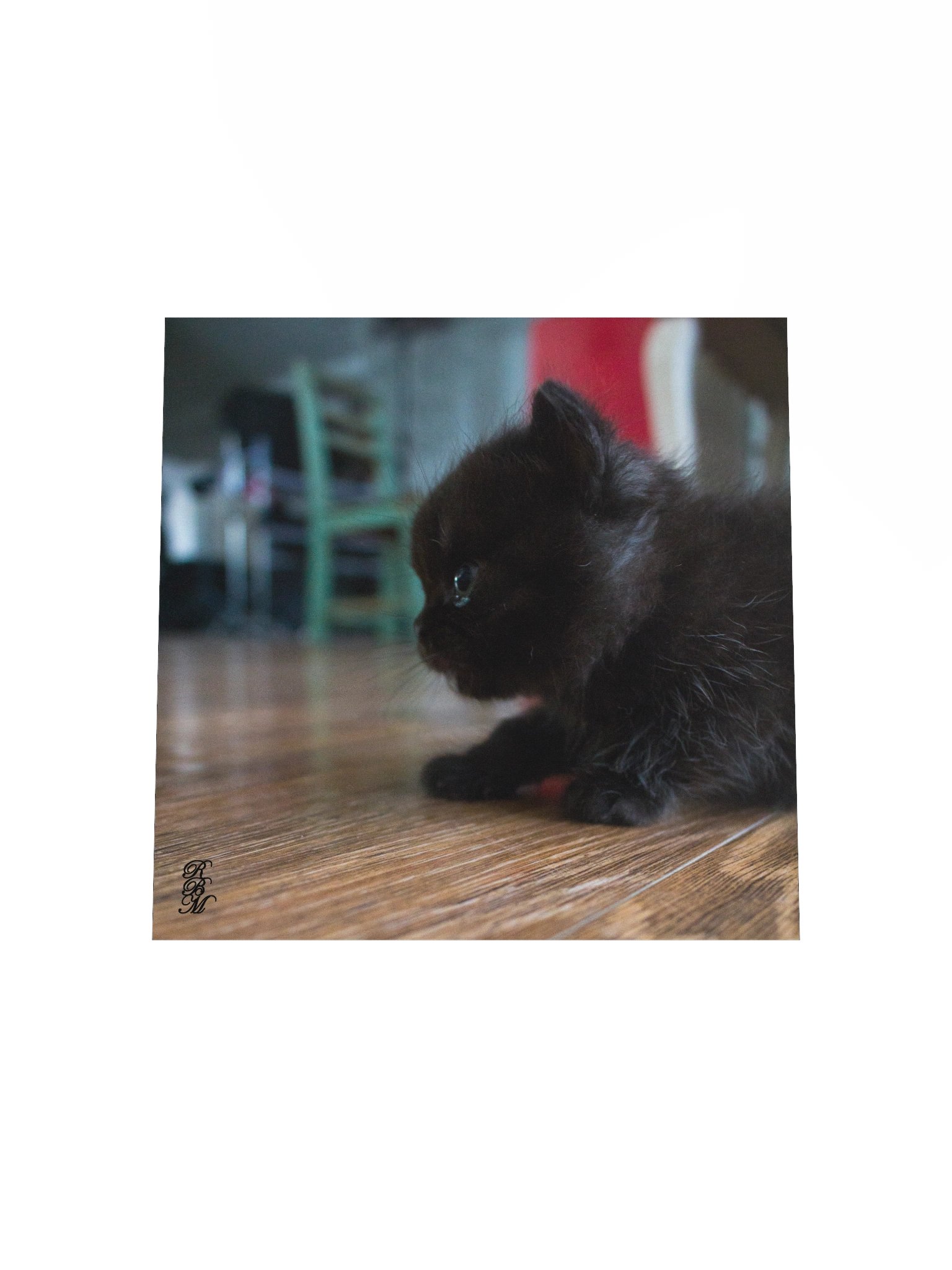 Black Kitten Up Close product image (19)