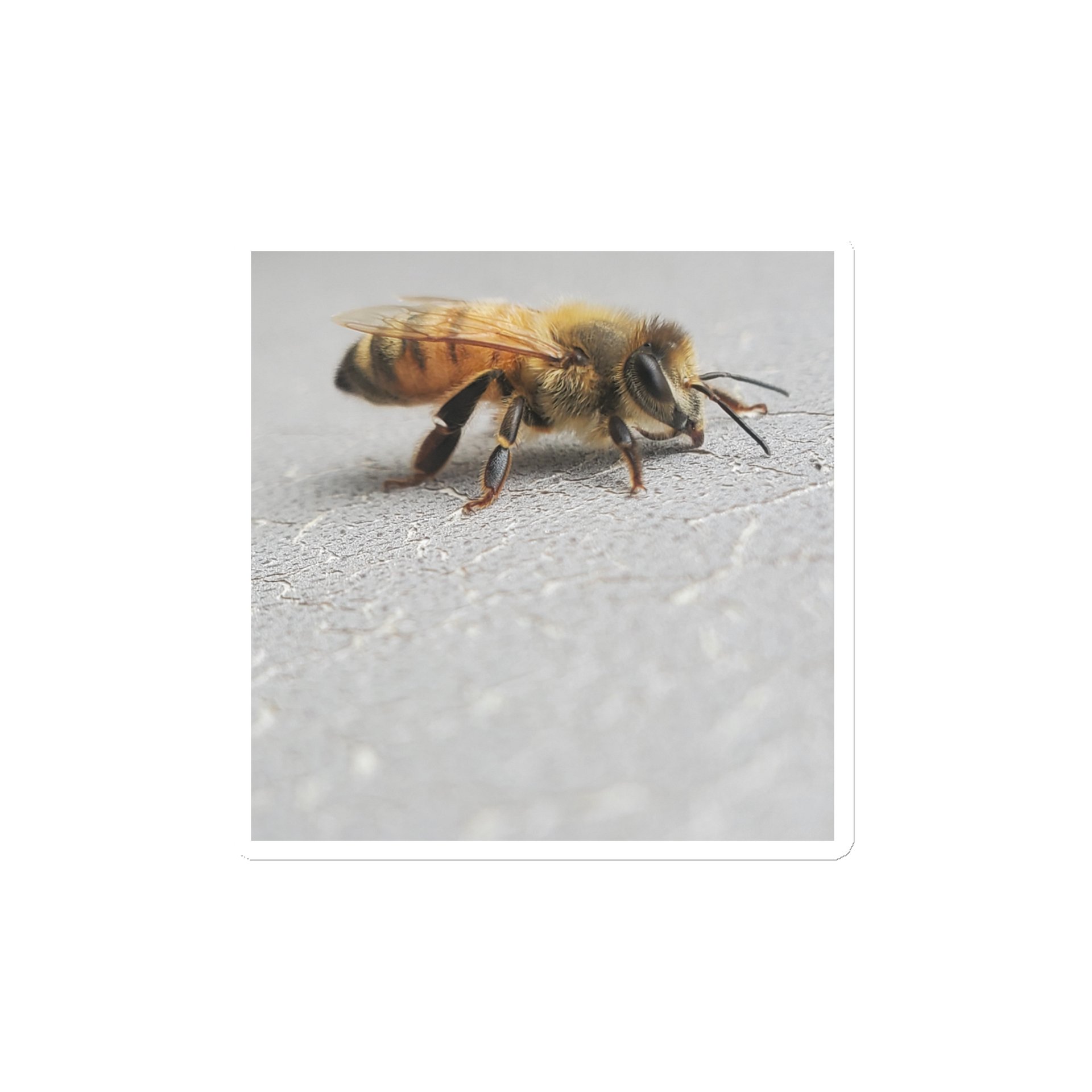 Busy Bee Magnet product image (1)