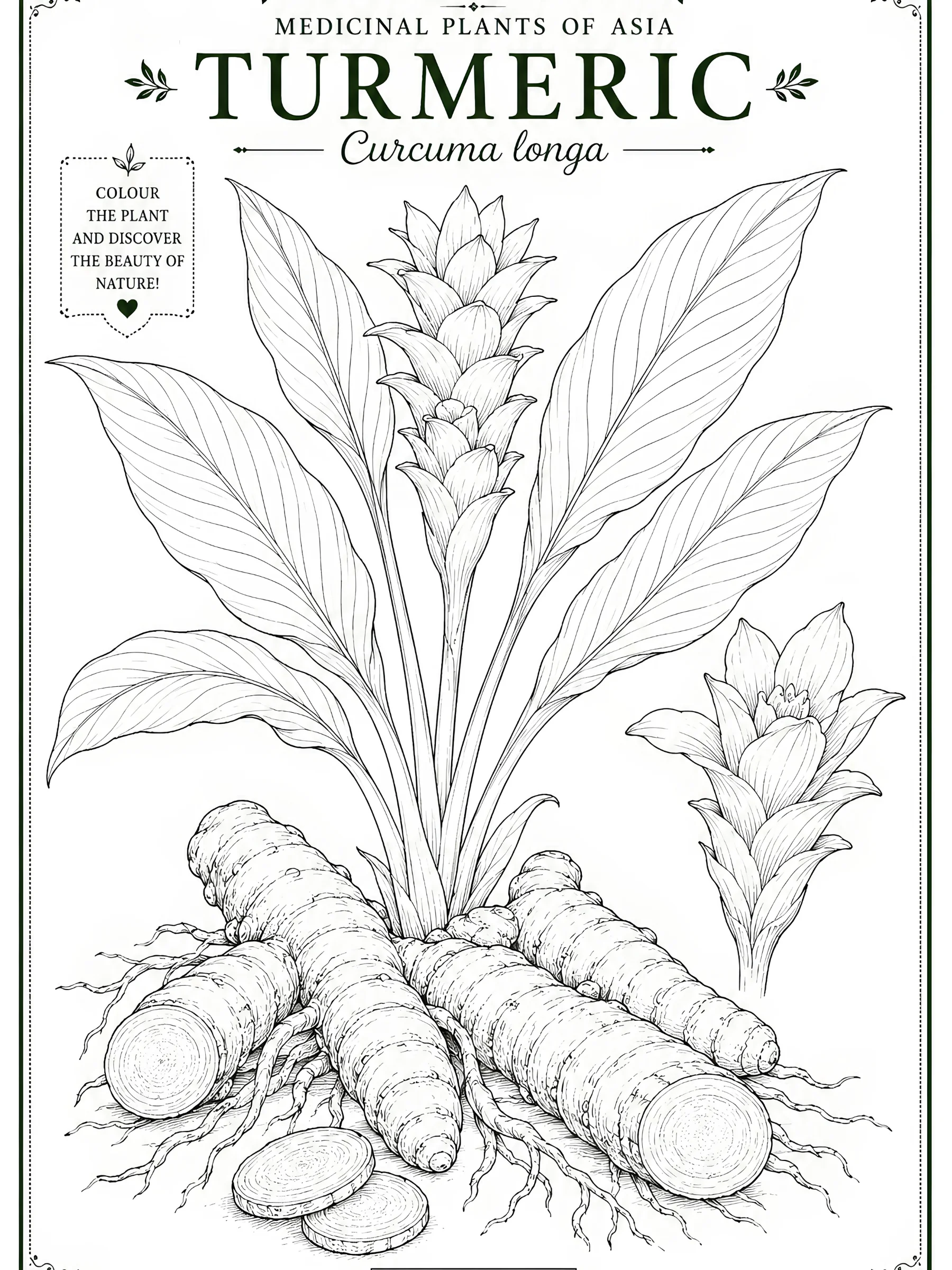 Medicinal Plants of Asia product image (4)