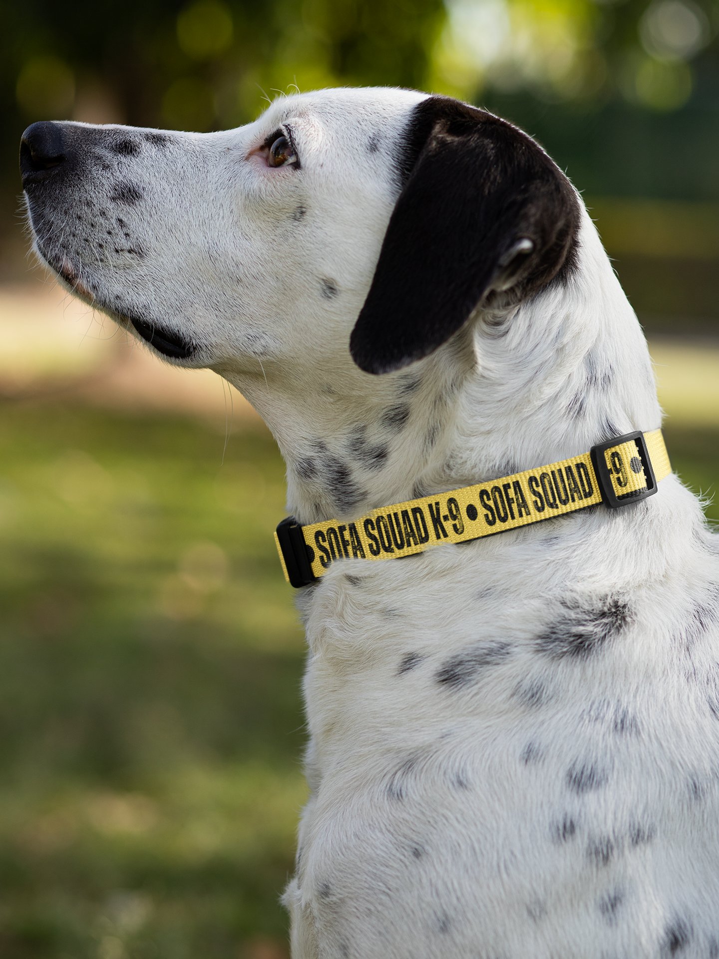Sofa Squad K-9 Dog Collar product image (6)