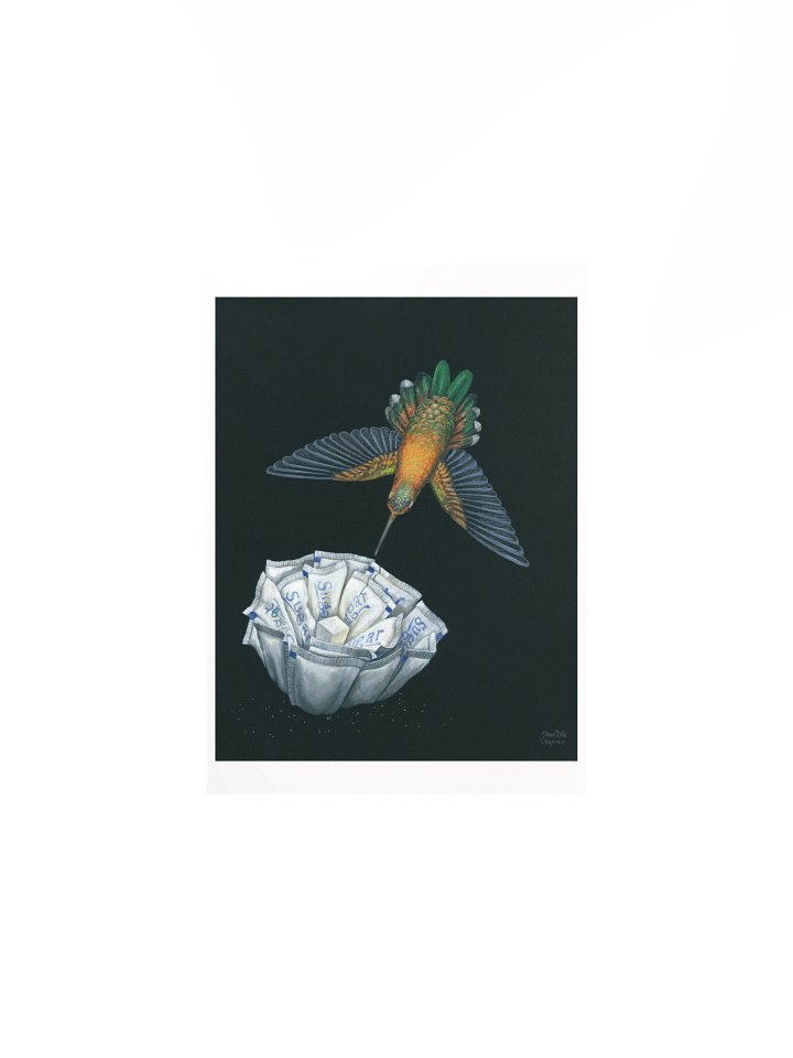 Succor II (Rufous Hummingbird) - Art Print product image (4)