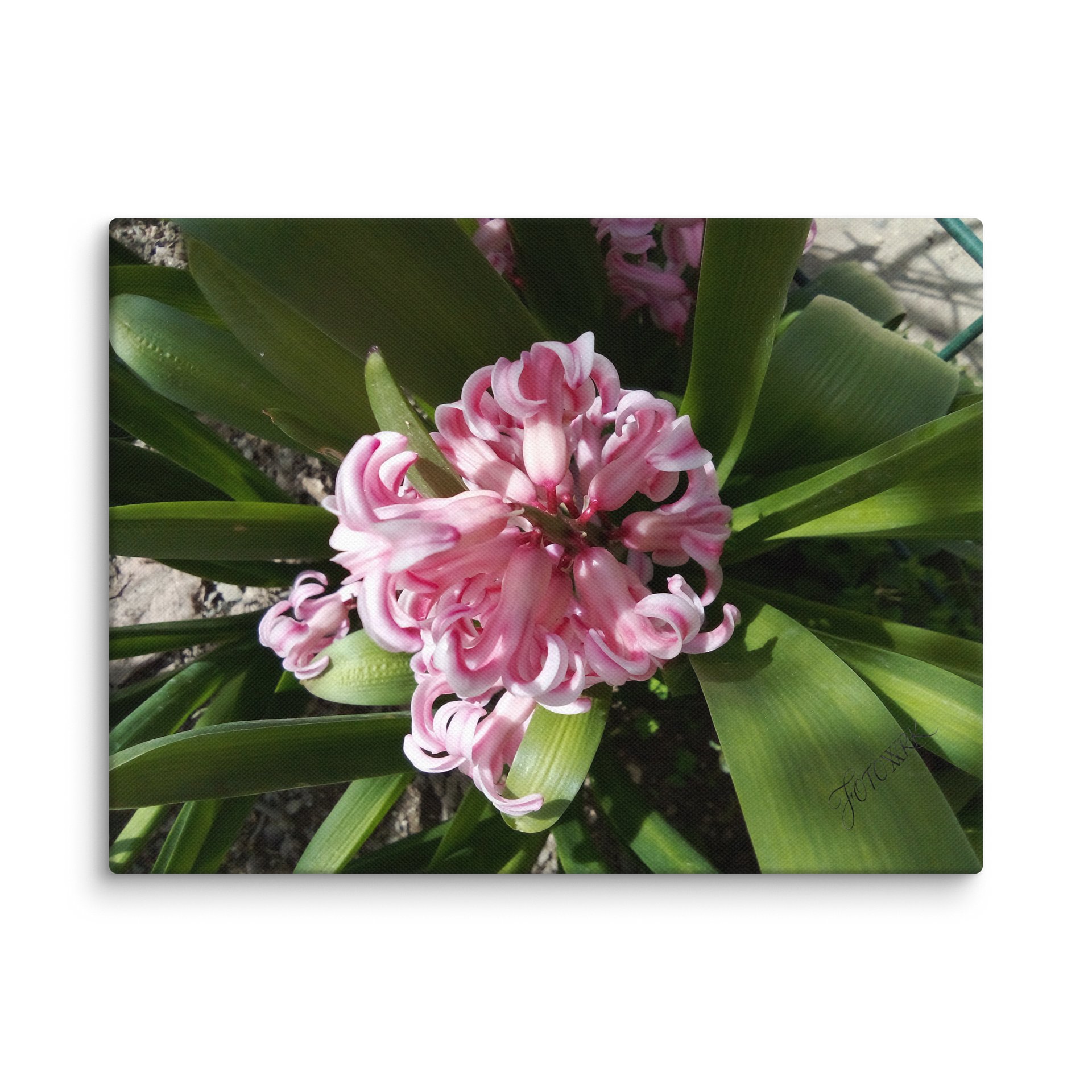 Hyakinthos - Fine Art Canvas product image (1)