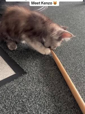 Kenzo is now a fully fledged member of BFaT, her special skills include , being able to drum with just the one stick 😉😂😻#BFaT #drummer #originalmusic #studiolife #mainecoonkitten 
