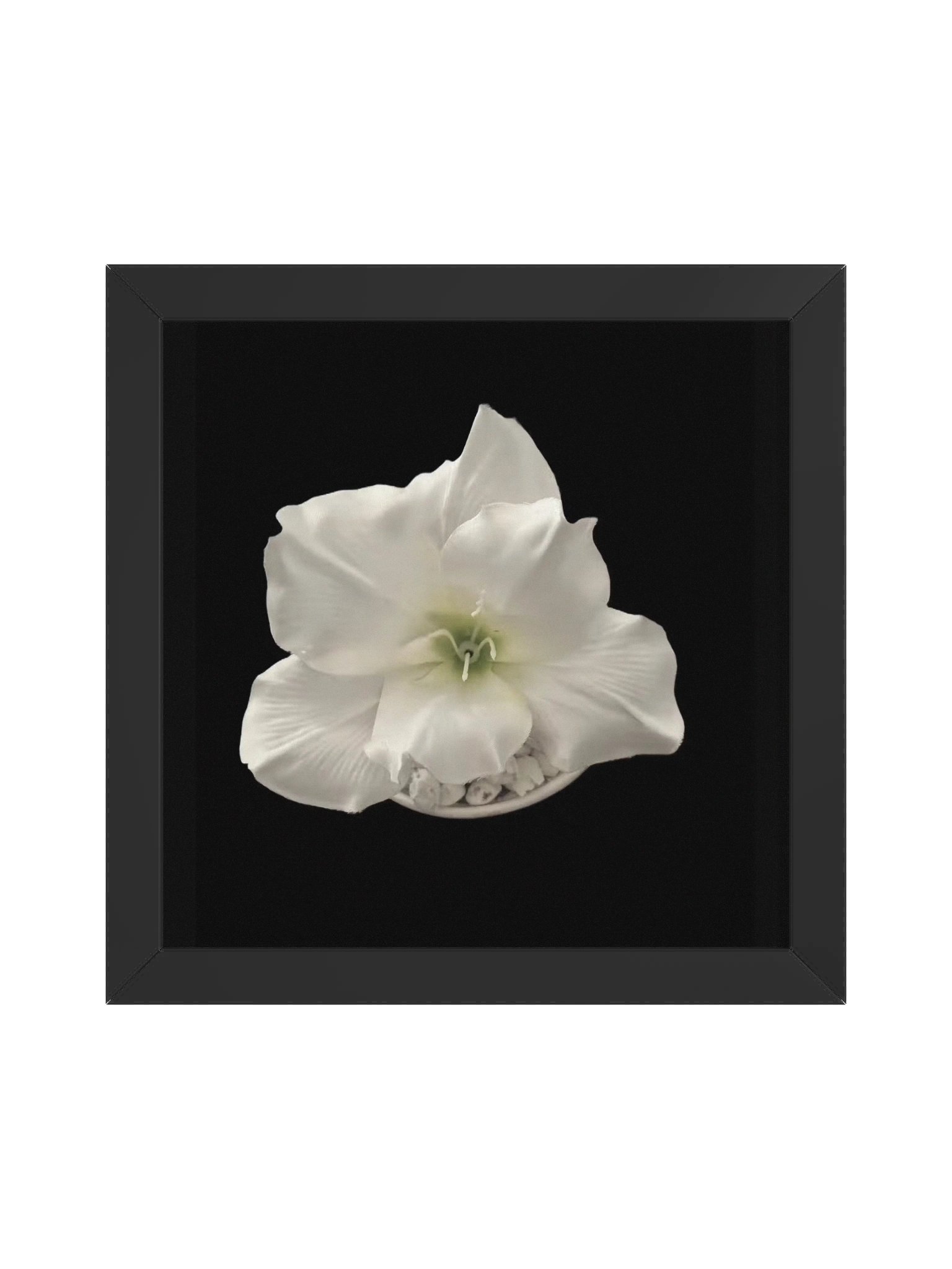 Purifying Flower product image (4)