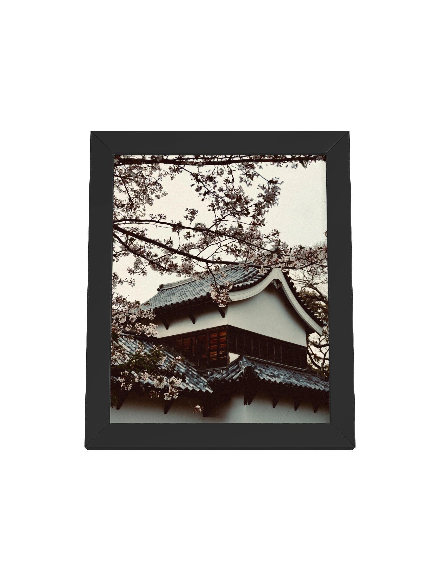 Fukuoka Sakura product image (7)